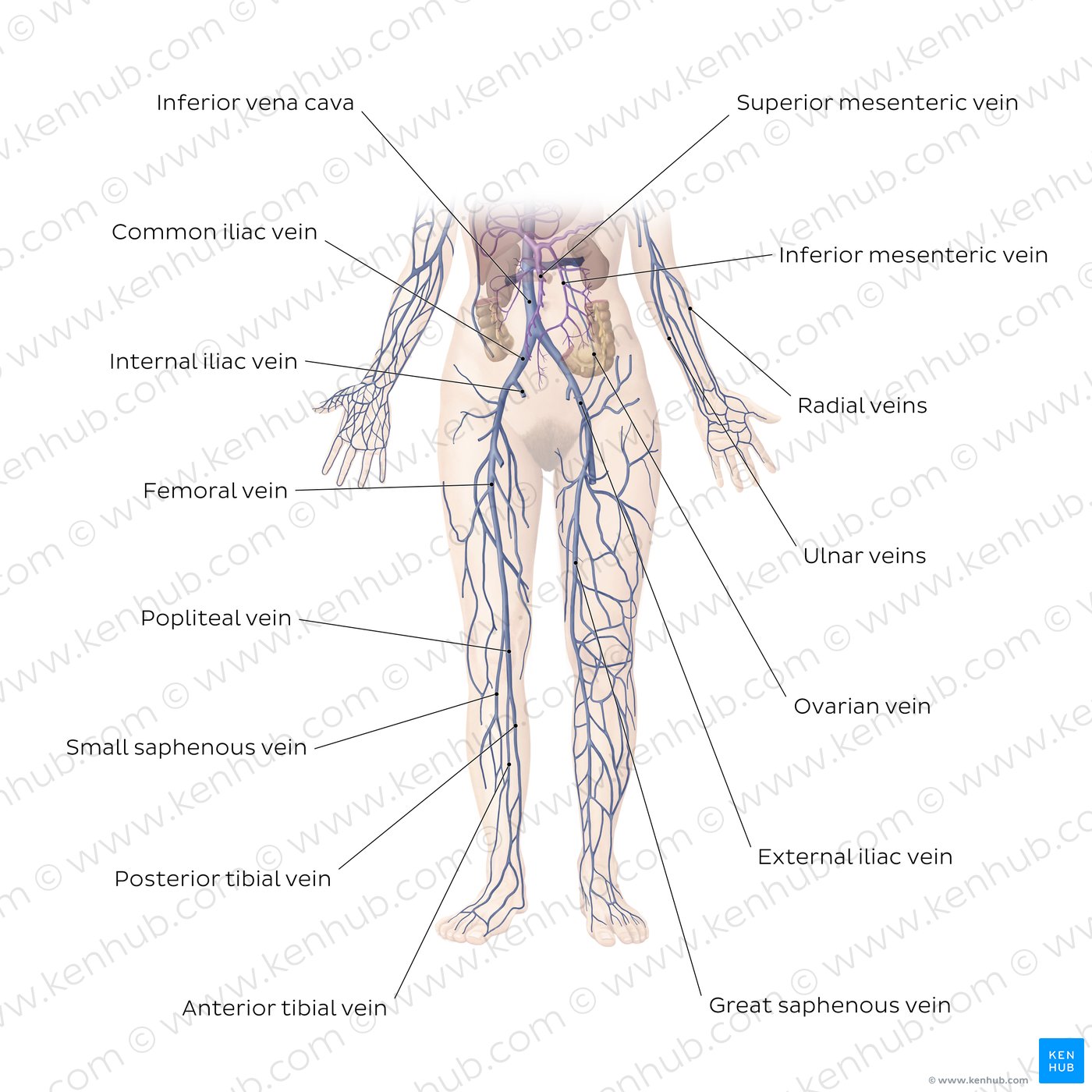 human body basics worksheet answers