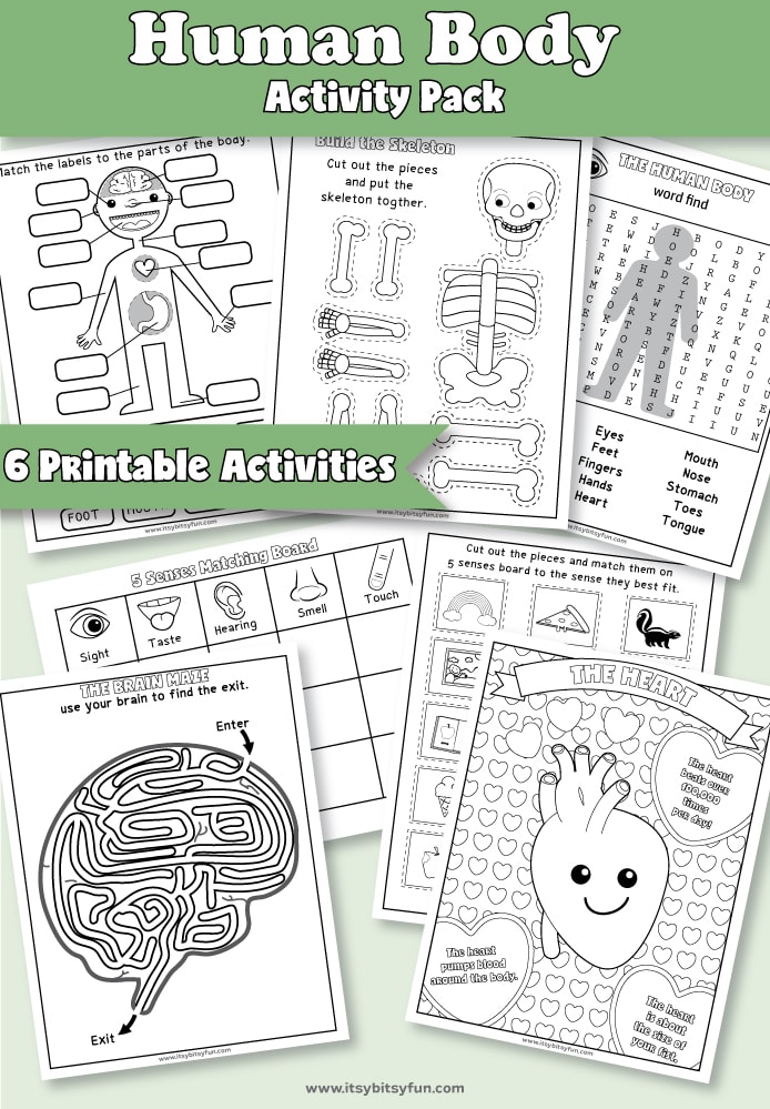 Human Body Worksheets - Itsy Bitsy Fun