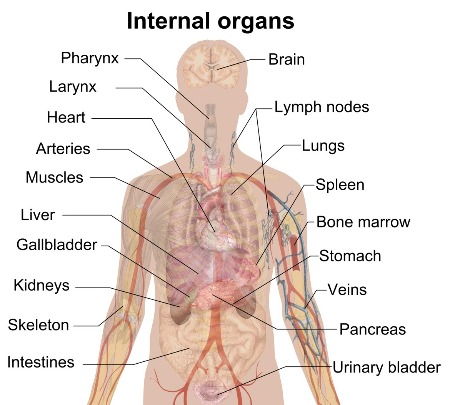 Organs in the Body | Anatomy, Function &  Diagram | Study.com