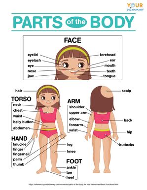 human body basics worksheet answers