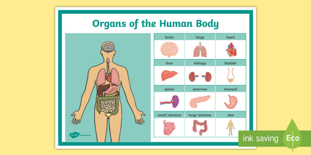 human body basics worksheet answers
