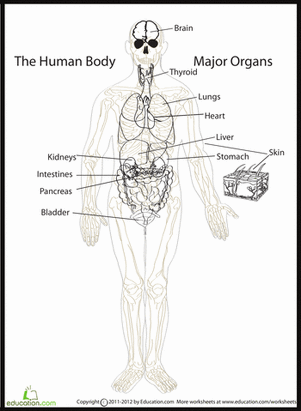 Human Body Diagram | Worksheet 