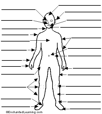 human body diagram worksheet