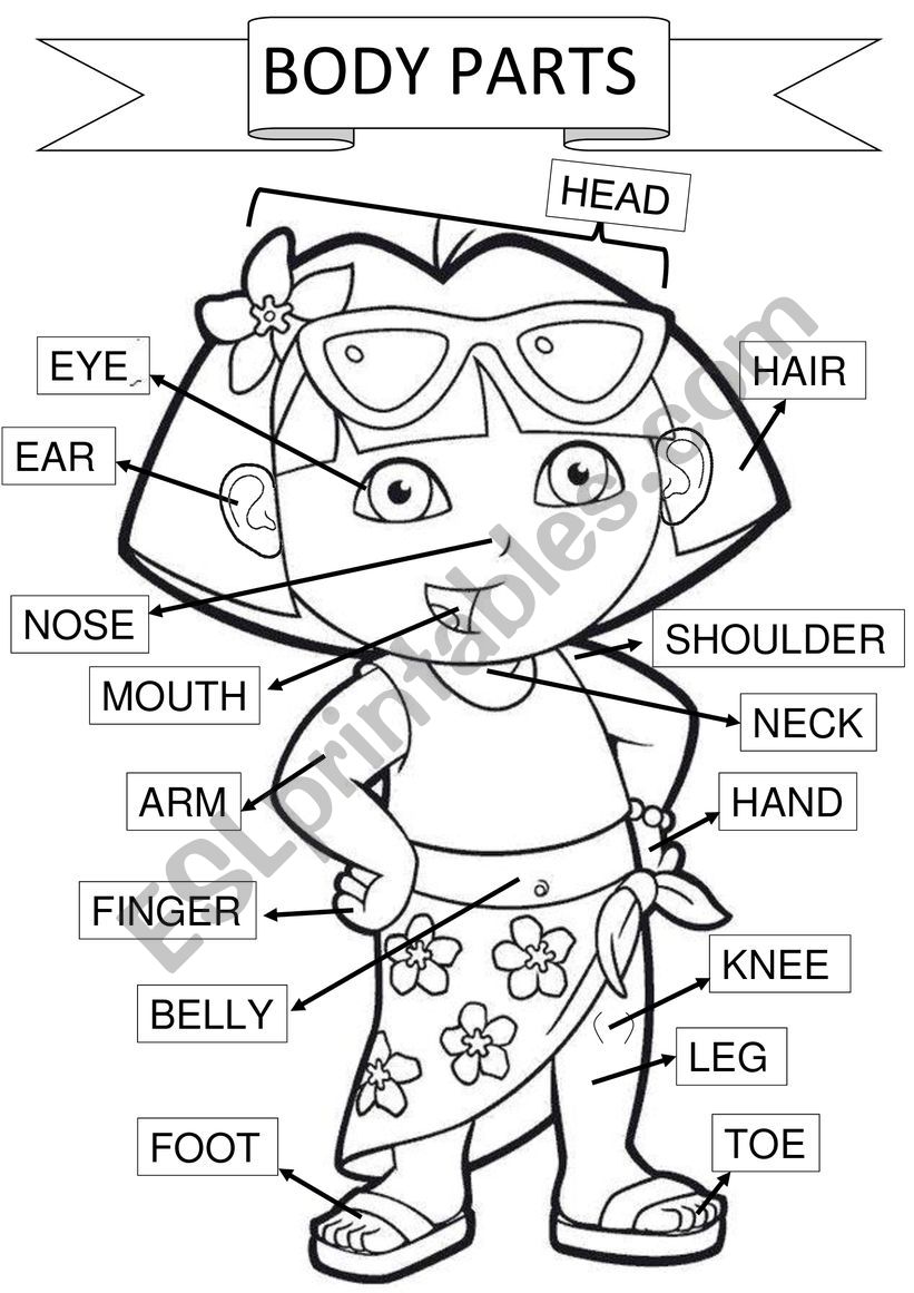 human body diagram worksheet