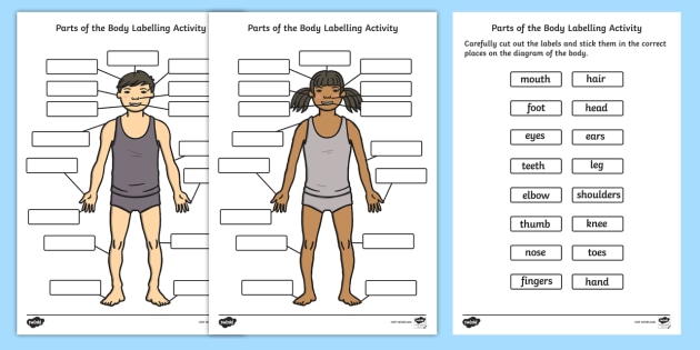 Human Body Parts Labelling Activity - Body Parts Worksheet