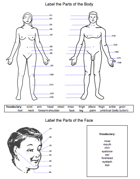 Body Worksheet: Label Body &  Face Parts (English/ESL/EFL)