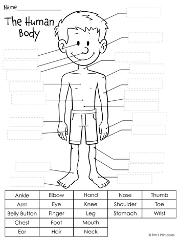 Human Body Diagram - Labeled, Unlabeled, and Cut and Paste ...
