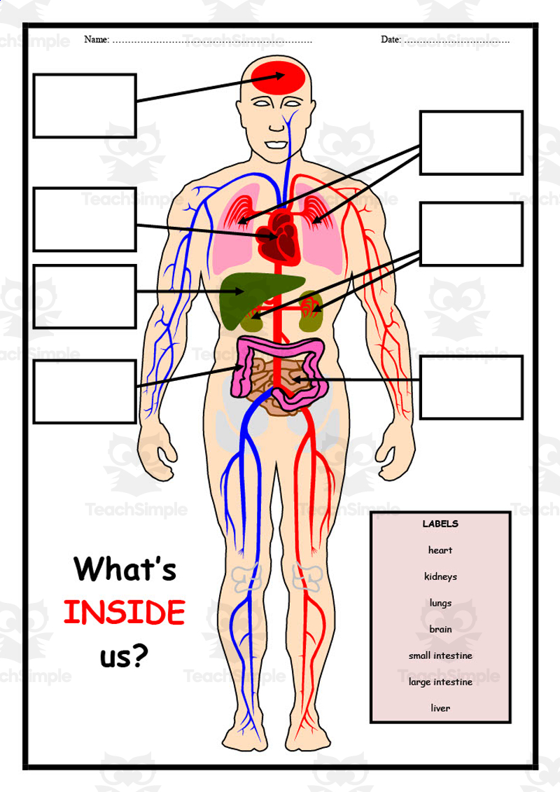Human Body Label Worksheet - Worksheets Library