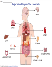Organ Systems of the Human Body Worksheets