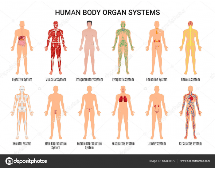 Human Body Organ Systems Quiz