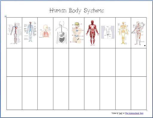 human body review worksheet