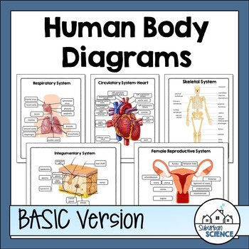 Human Body Systems Diagrams, Worksheets, and Quizzes for ...