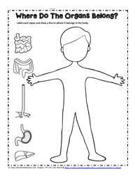 Human Body Printables Worksheets