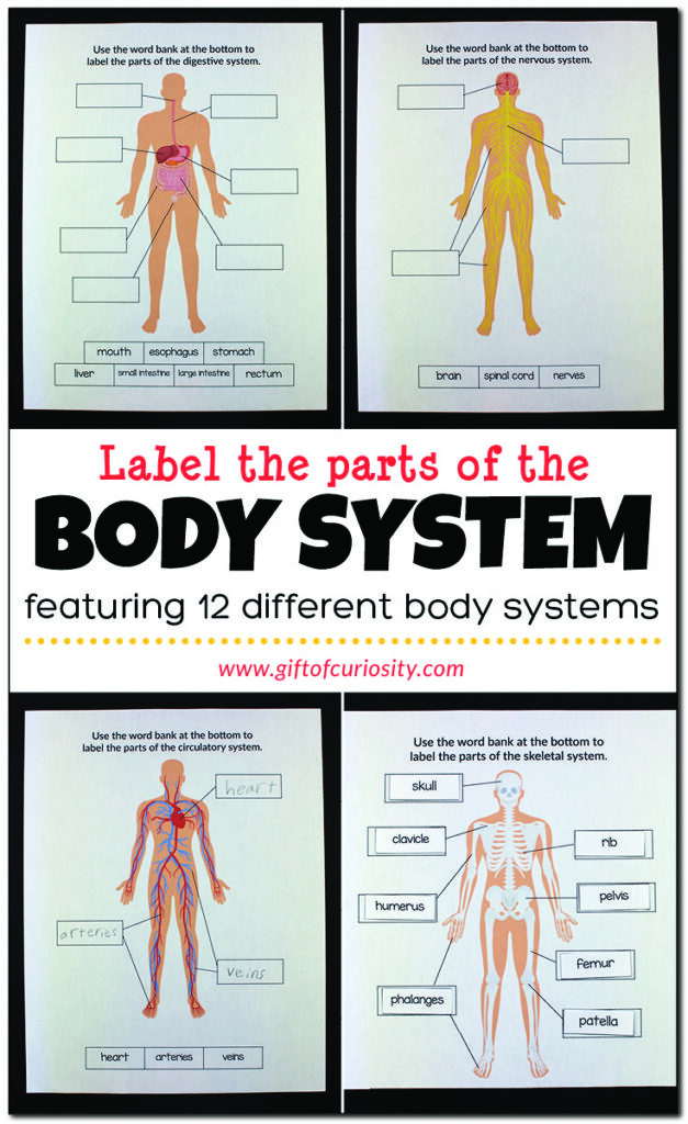 Label the Parts of the Body System - Gift of Curiosity