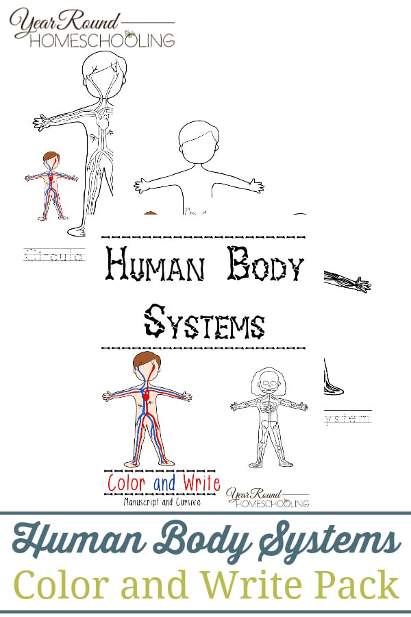 human body systems for kids worksheet