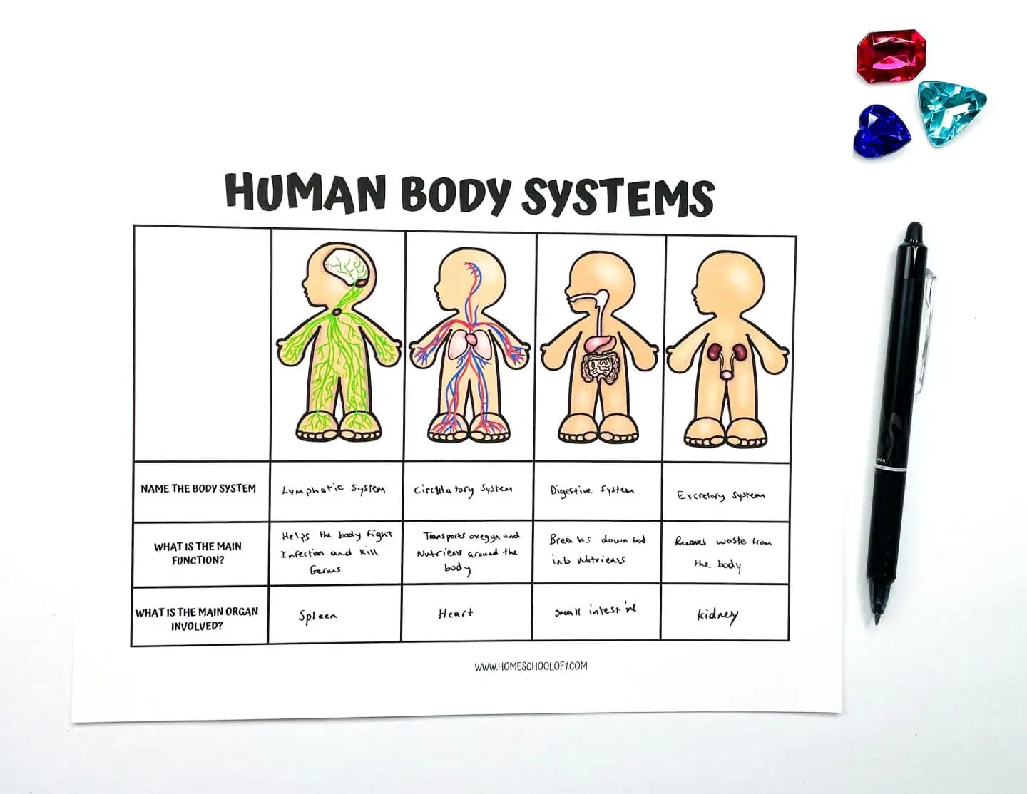 8 Free Printable Human Body Systems Worksheets For Kids - Worksheets Library 8-free-printable-human-body-systems-worksheets-for-kids-worksheets-library