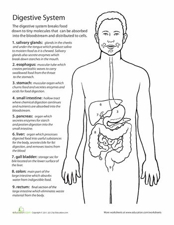 human body systems middle school worksheet