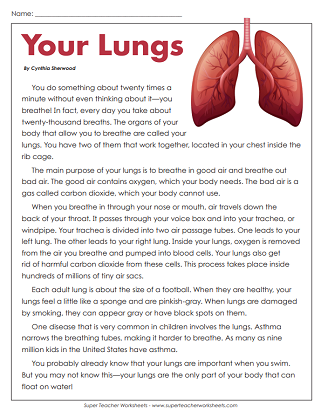human body systems worksheet for 5th grade