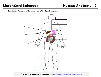 Human Body For Kids