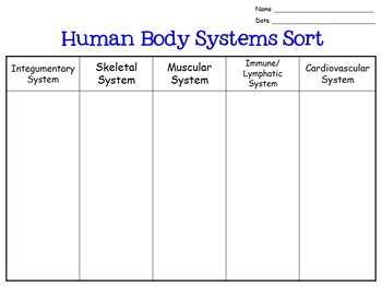 Human Body Systems Worksheet - Sorting Activity - Bright in the Middle