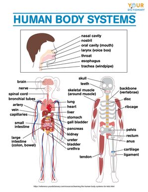 Learning the Human Body Systems for Kids | YourDictionary