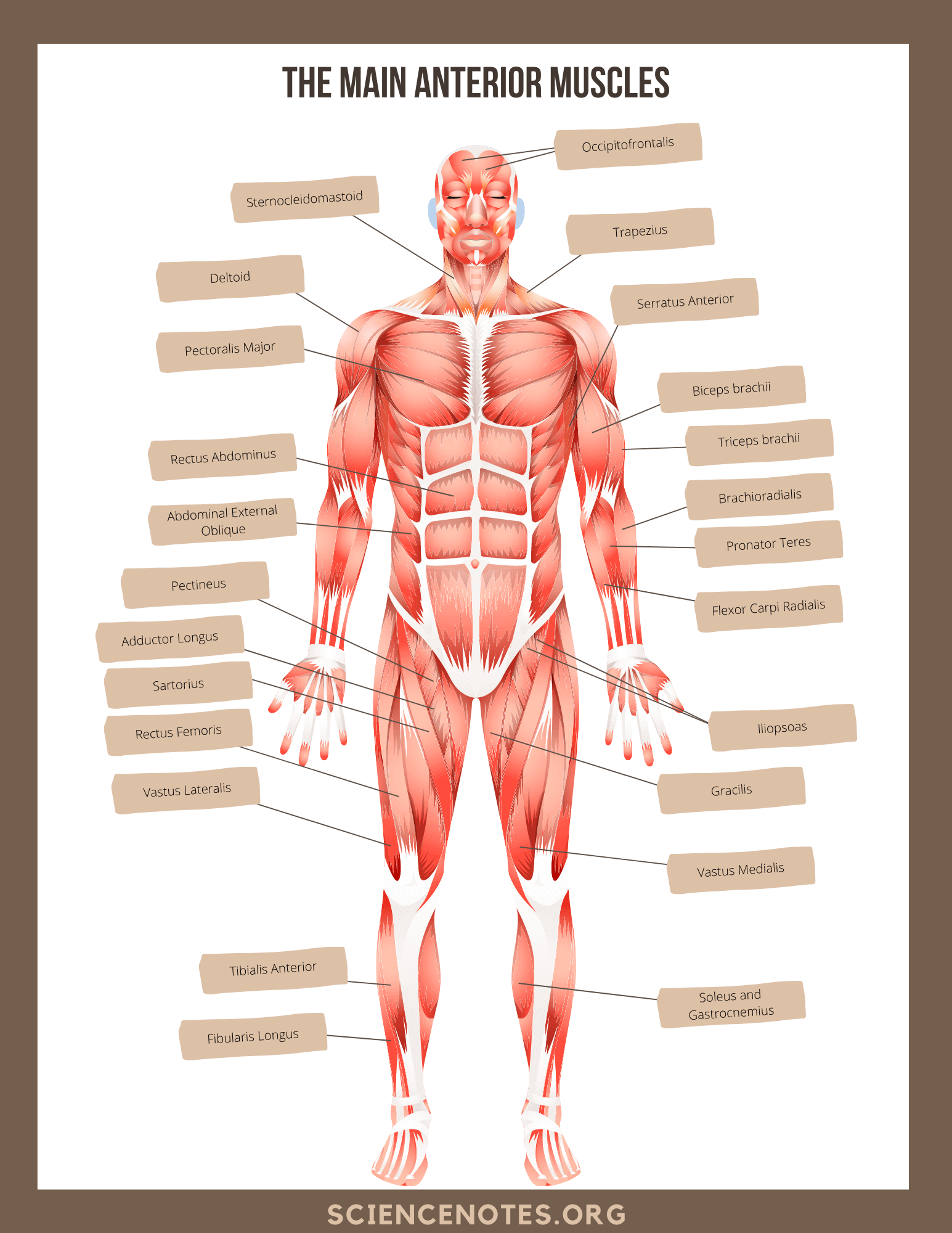 human body worksheet answers