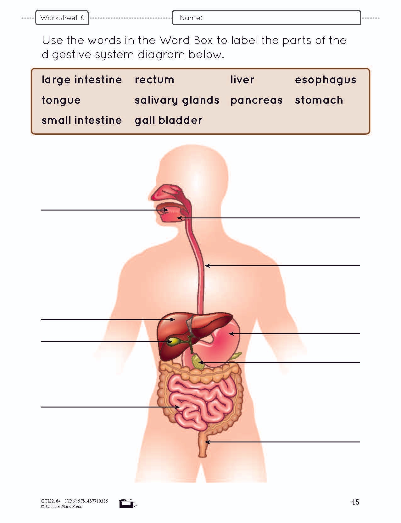 human body worksheet for 5th grade
