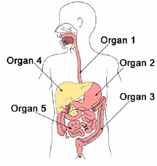 human body worksheet for 5th grade