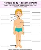 Human Body Worksheets | Turtle Diary