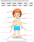 Human Body Worksheets | Turtle Diary
