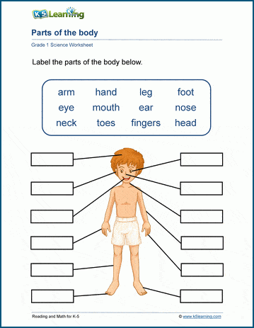 human body worksheet for first grade