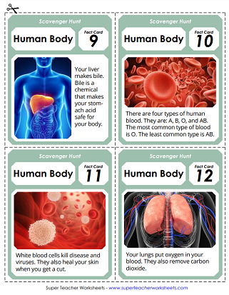 Human Body Worksheets