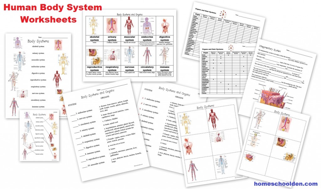 human body worksheet free