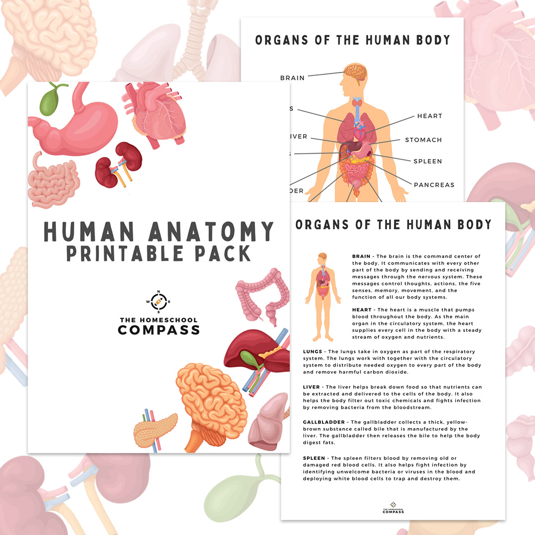 human body worksheet free