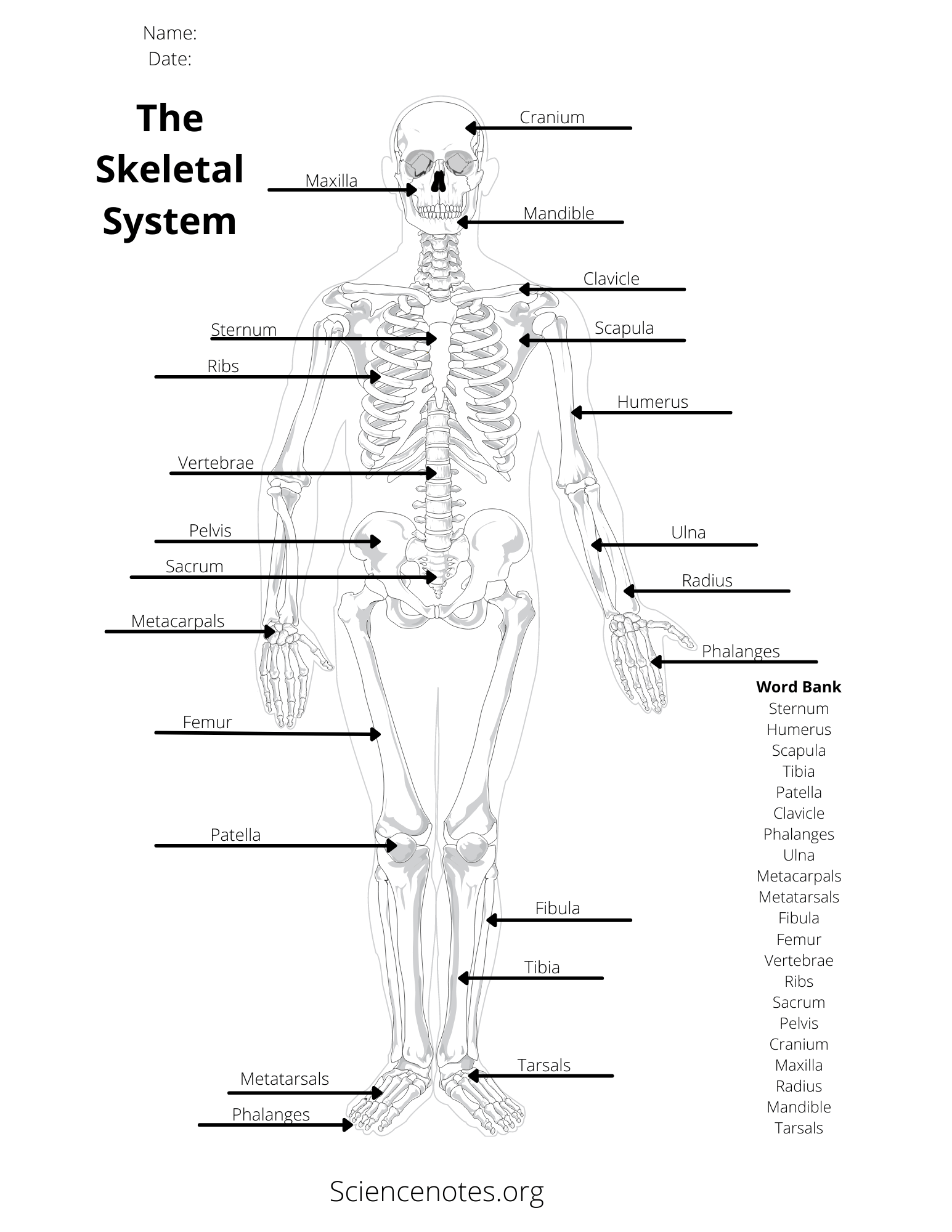 Human Anatomy Worksheets and Study Guides
