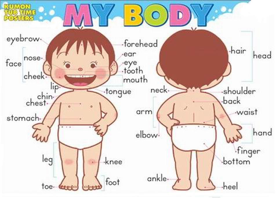 Parts of the body: worksheets, pdf exercises, handouts