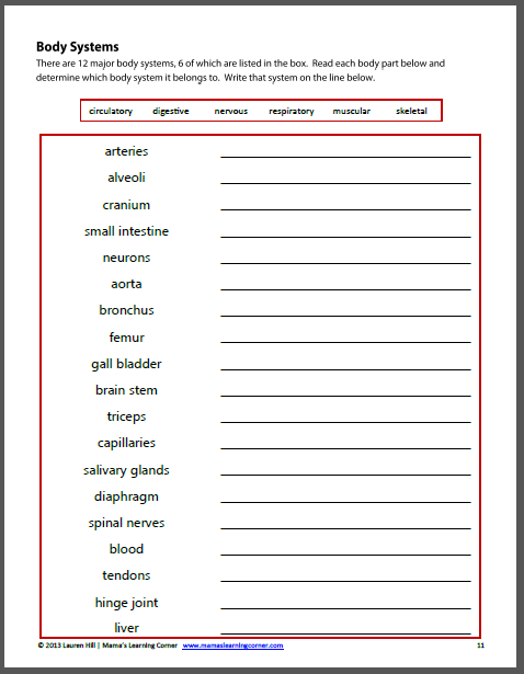The Human Body: Worksheets - Mamas Learning Corner