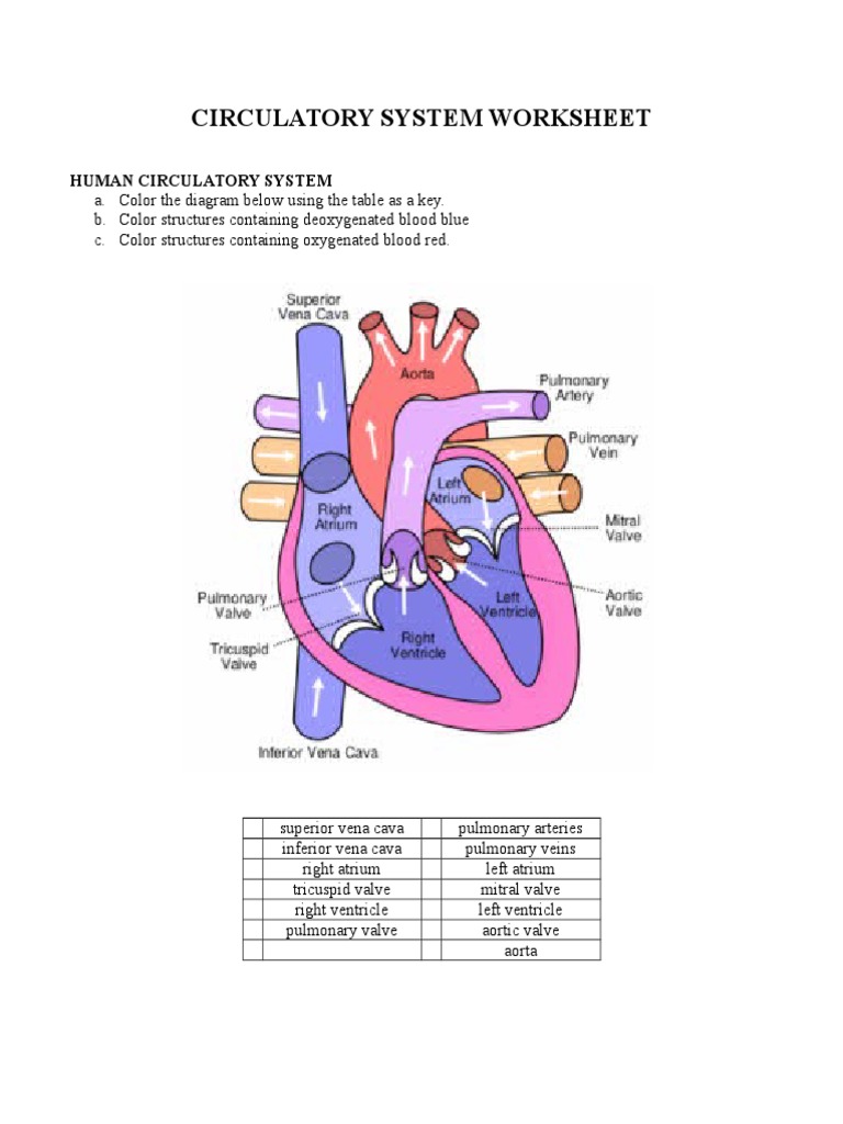 Circulatory System Worksheet | PDF