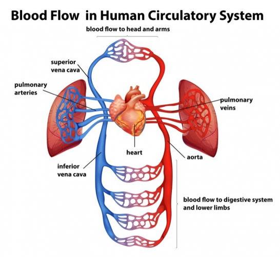 Recall the Structures and Functions of the Circulatory System ...