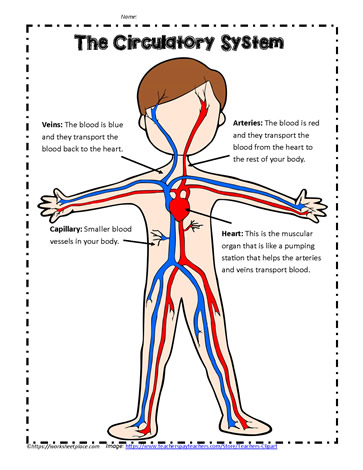 human circulatory system worksheet