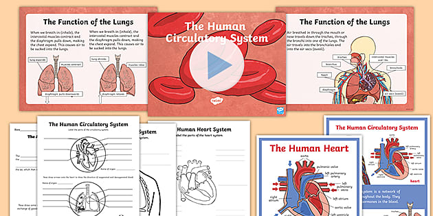 human circulatory system worksheet