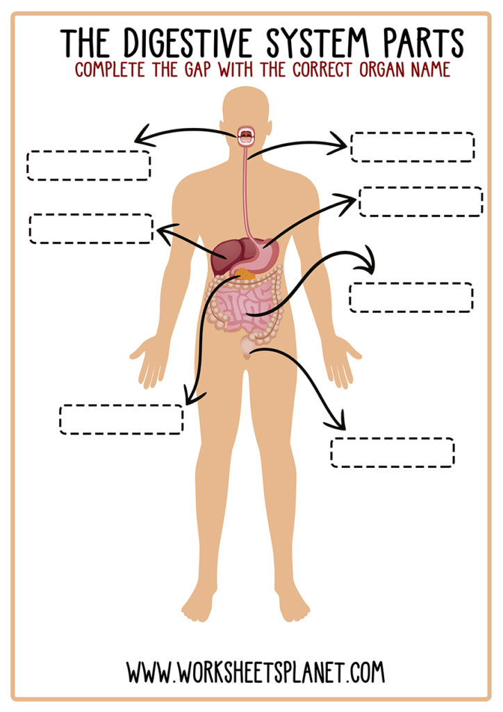 Digestive System for Kids (Diagram + Theory + Vocabulary)