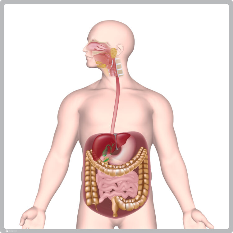 Human Digestive System Worksheet - Dry Wipe