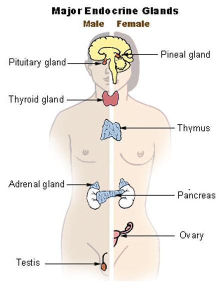 Free Human Body Lesson Plan / The Bodys Systems / Endocrine System