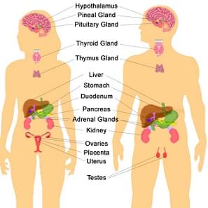Unlocking the Endocrine System - Lesson - TeachEngineering