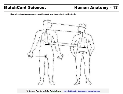 Endocrine System Worksheets