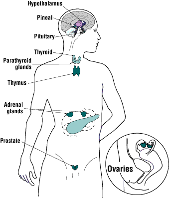 human endocrine system worksheet