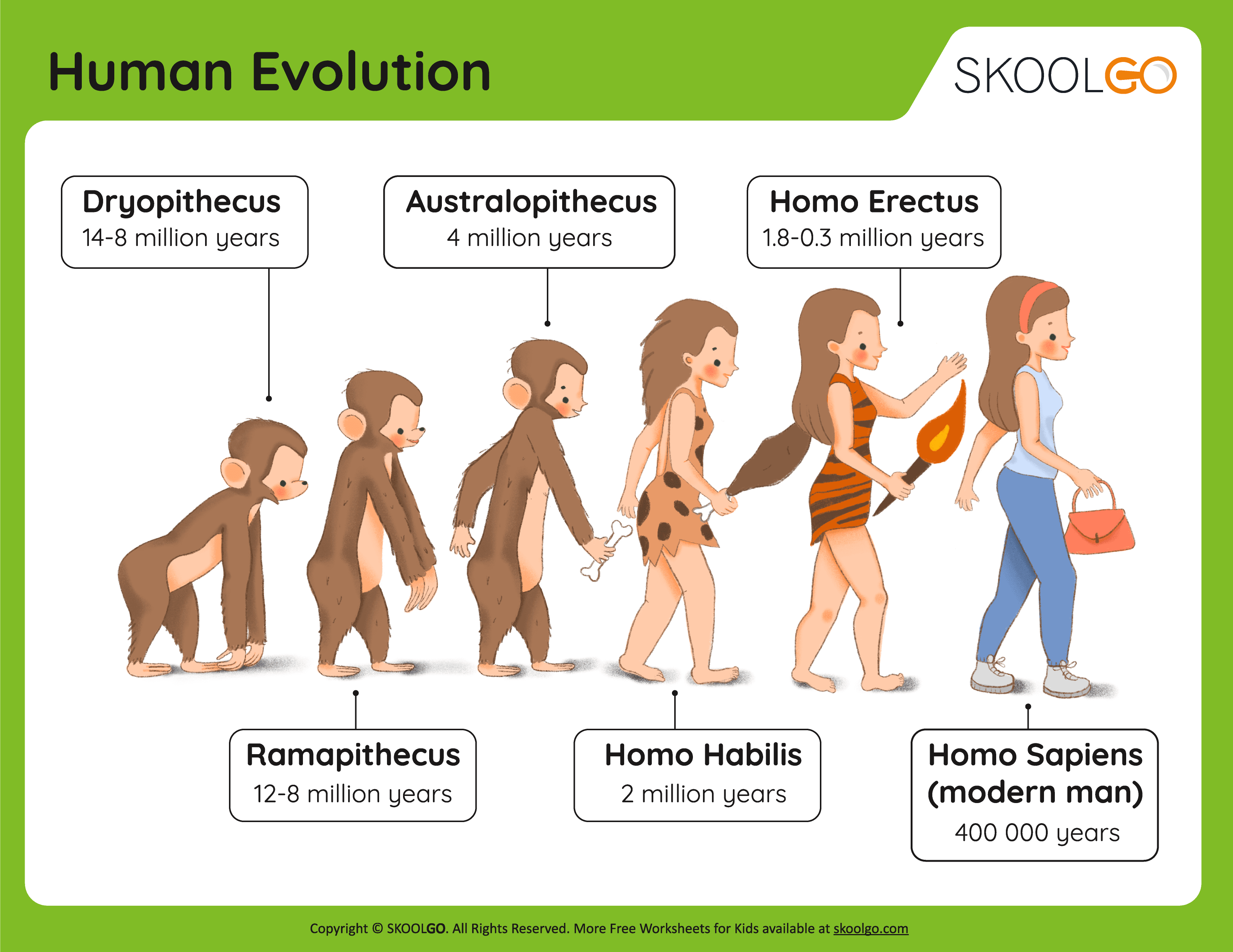 Human Evolution - Free Worksheet - SKOOLGO