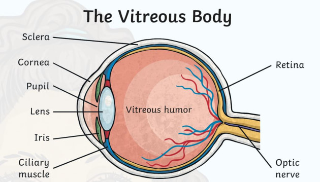 Human Eye Information - Learning and Teaching Resource