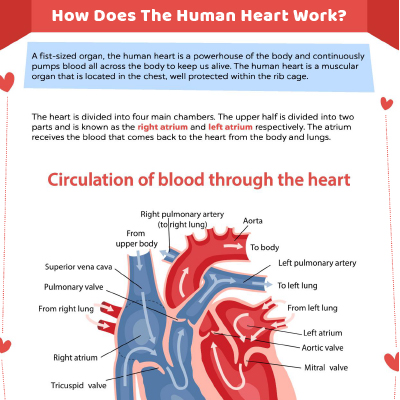 human heart worksheet